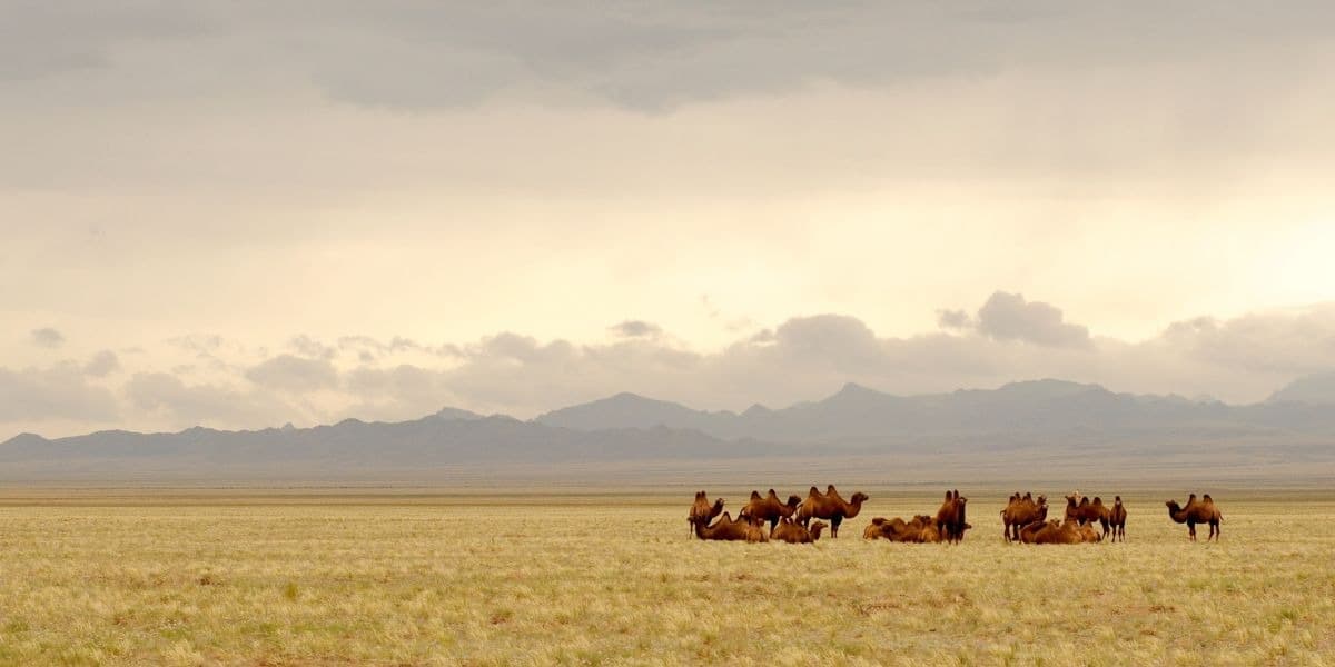 A herd of camels resting on the open Gobi Desert plain in warm afternoon light
