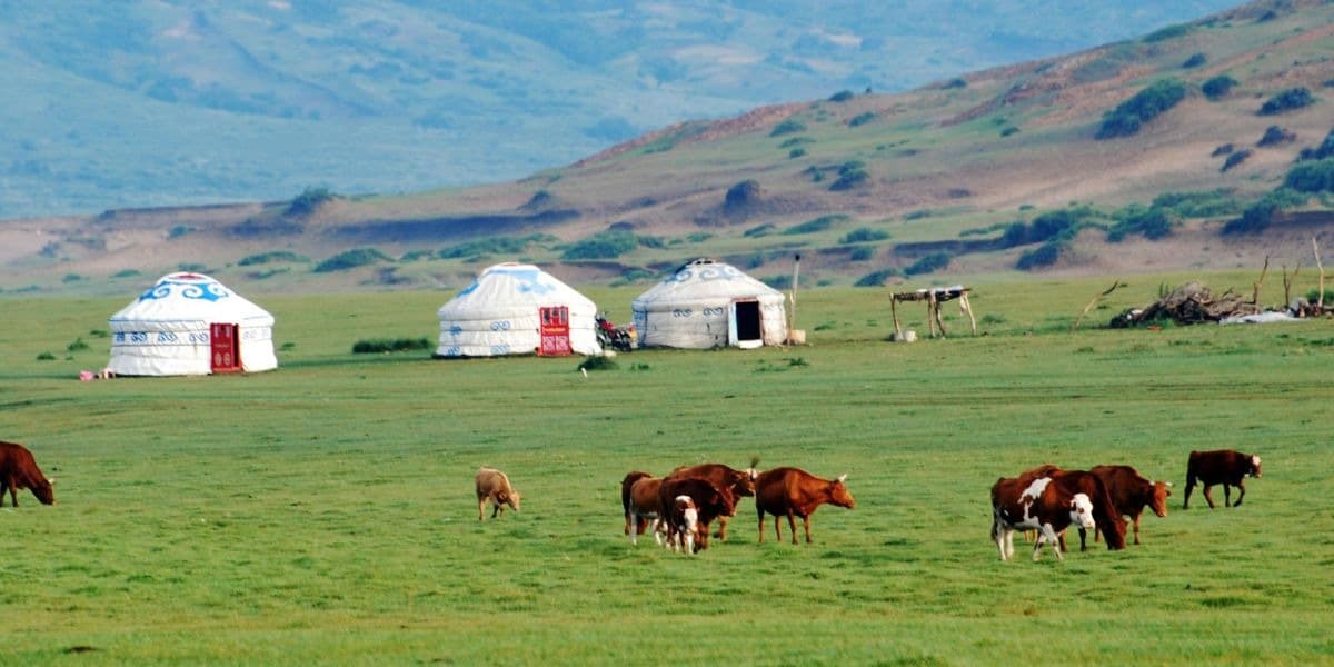 Gers and grazing cattle on the green Mongolian steppe in early summer