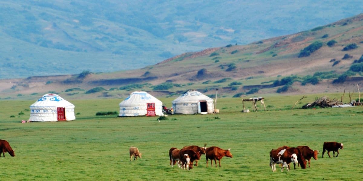 Traditional gers and grazing cattle on the Mongolian steppe