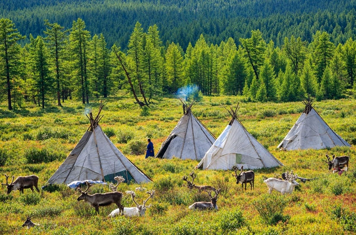 A herd of reindeer grazing beside traditional ortz tepees in a forest clearing in northern Mongolia