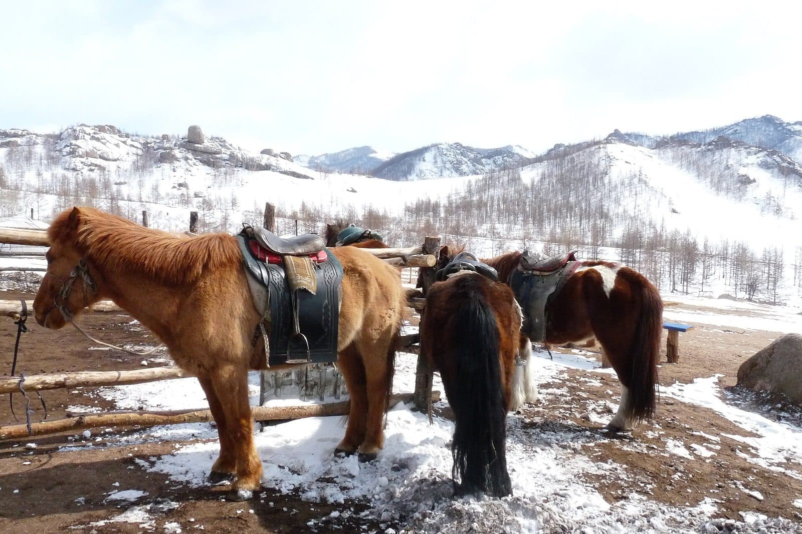 Winter Terelj & Chinggis Statue Day Trip